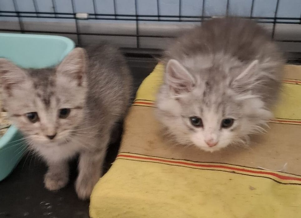 Красивые котята в ответственные руки