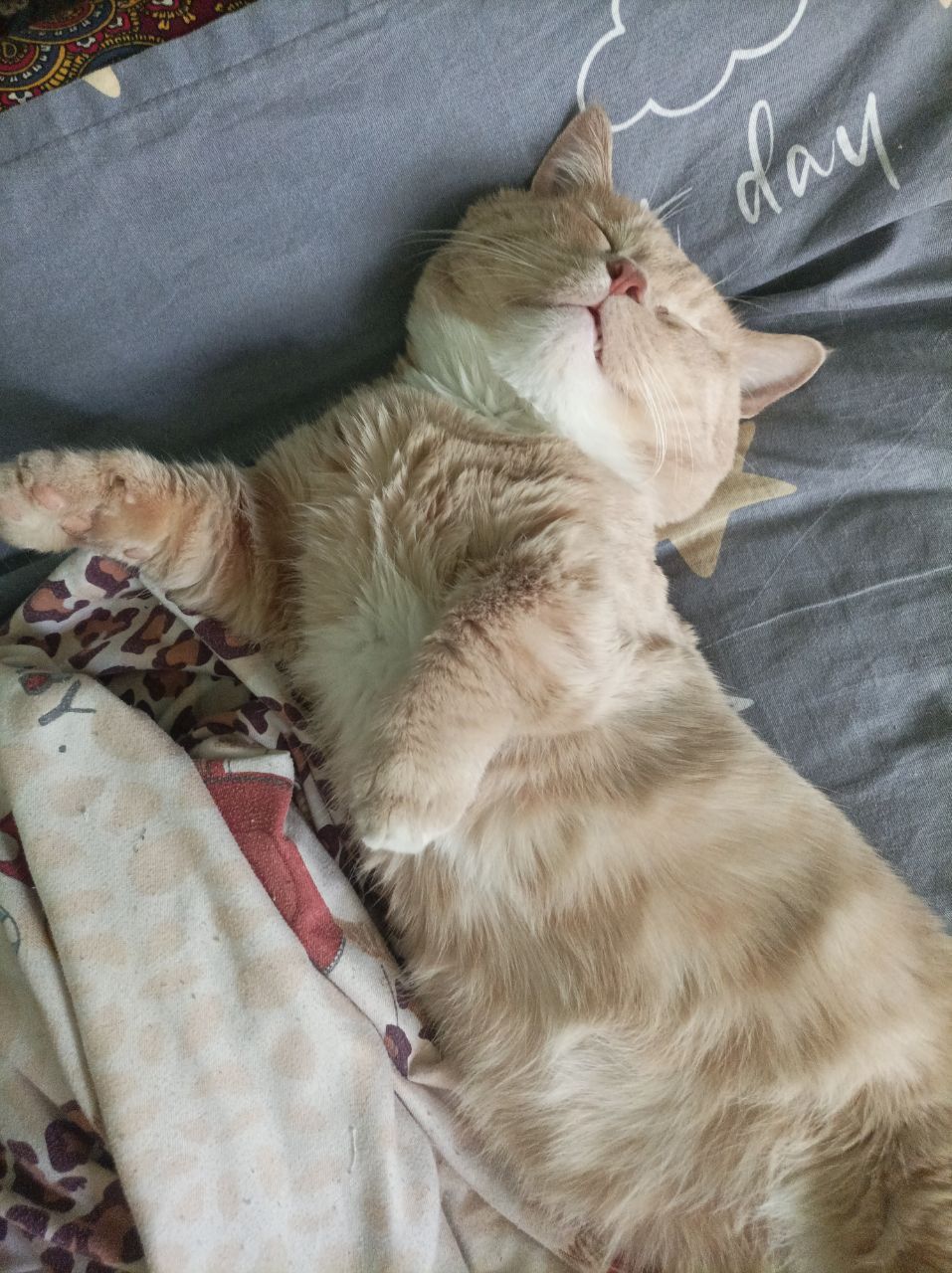 Mushuk / Кот   .