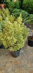 Tuia leylandi- prunus laucerasus ( laur englezesc) pin