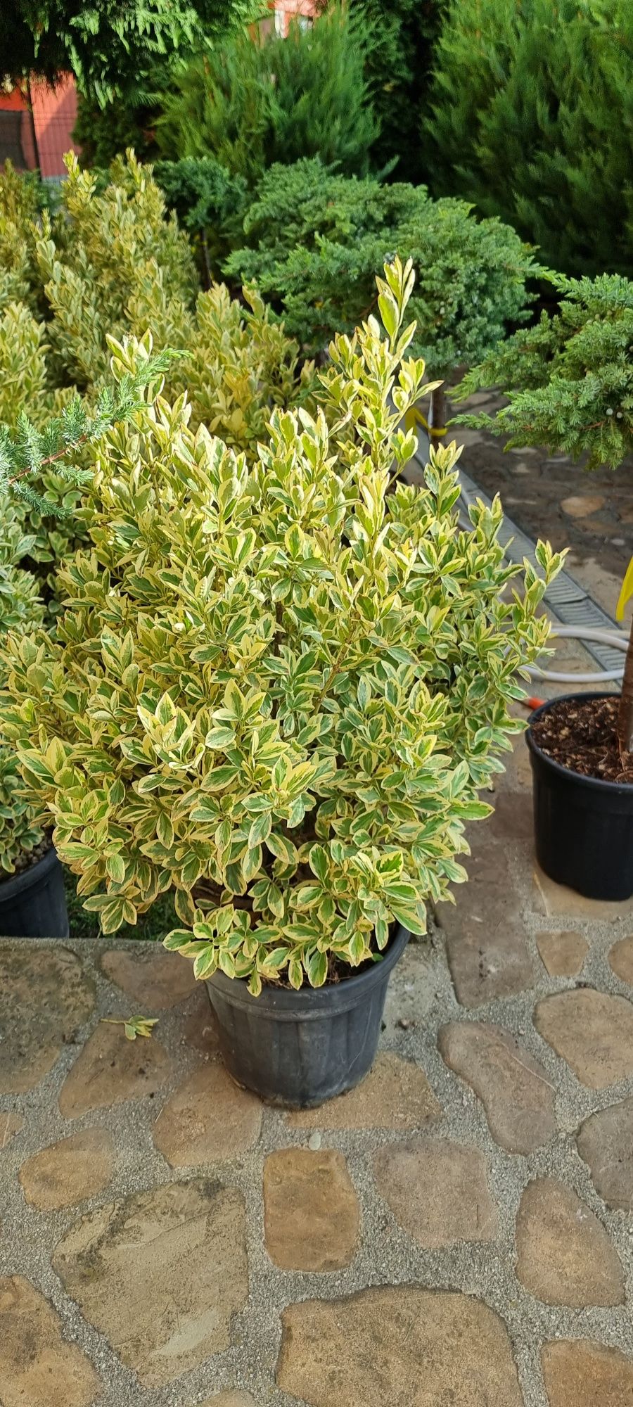 Tuia leylandi- prunus laucerasus ( laur englezesc) pin