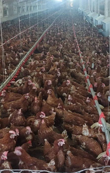 Puicuțe outoare de 11 luni