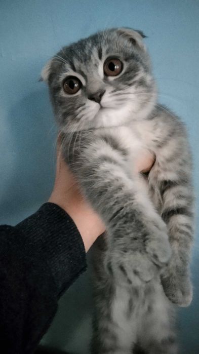 Кошка вислоухая , 3 месяца