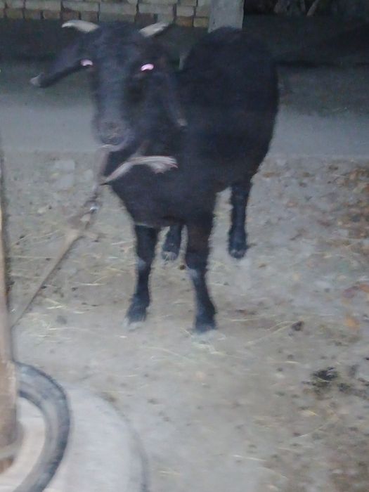 куй йошига тулган шохдор зот