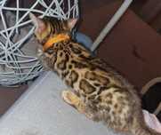 Bengal cu pedigree felisa autorizata