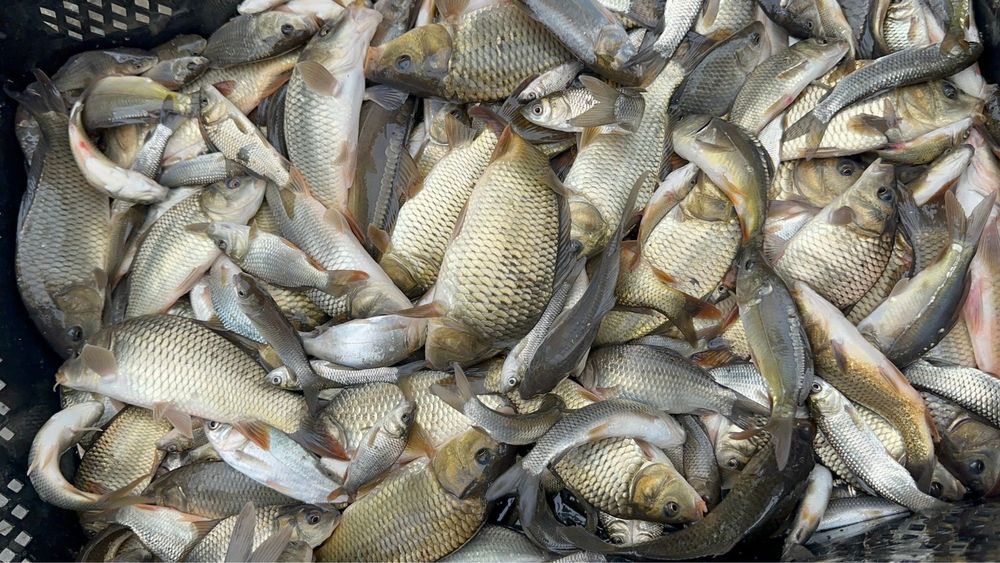 Puiet peste romanesc