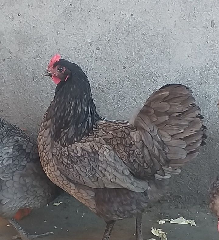 Vând ouă și pui din rasa de Australorp Albastru si Negru