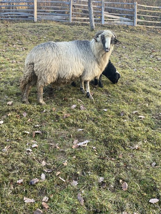 Vand oaie cu mieluta