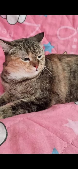 Ждём любящих хозяев для котиков