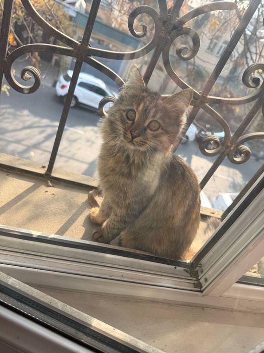 Котята девочки ищут свои семьи!