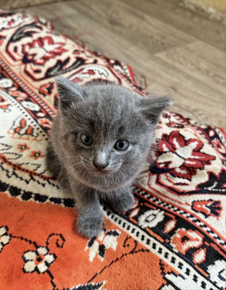 котятя разных возрастов размеров окрасов