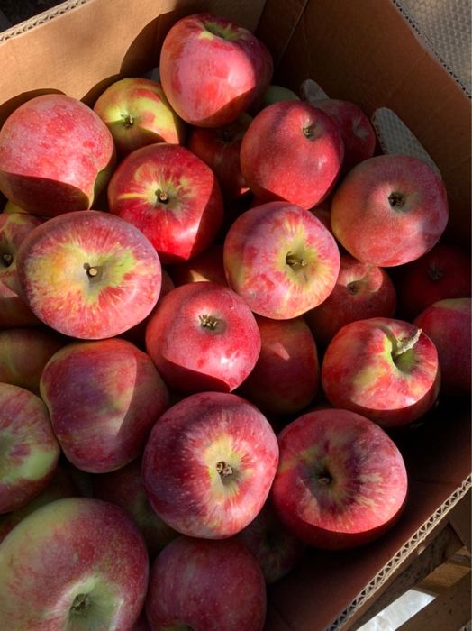 Апорт с доставкой