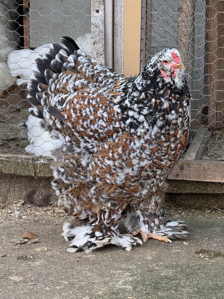 Găini Brahma diferite culori / oua, pui, mature