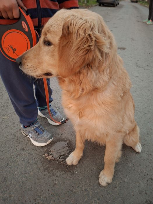 Голдън ретривър женски