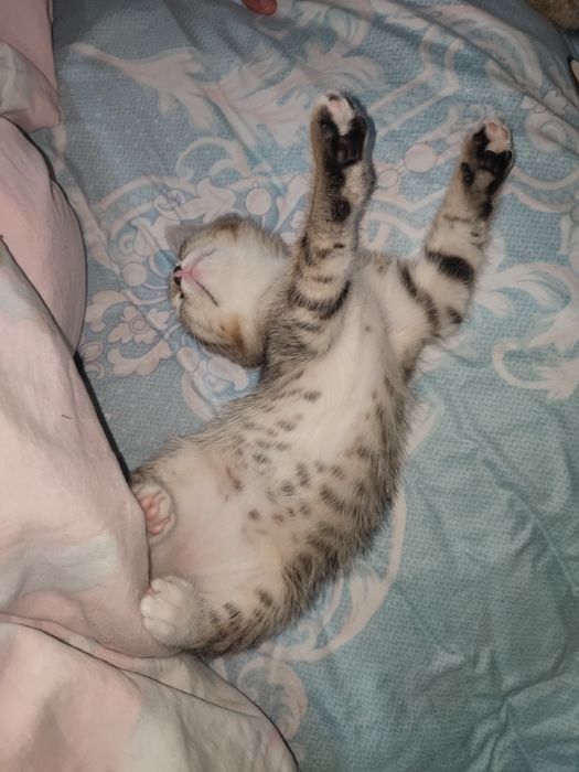 Yahshi Mushuk Onasi Skotch strait