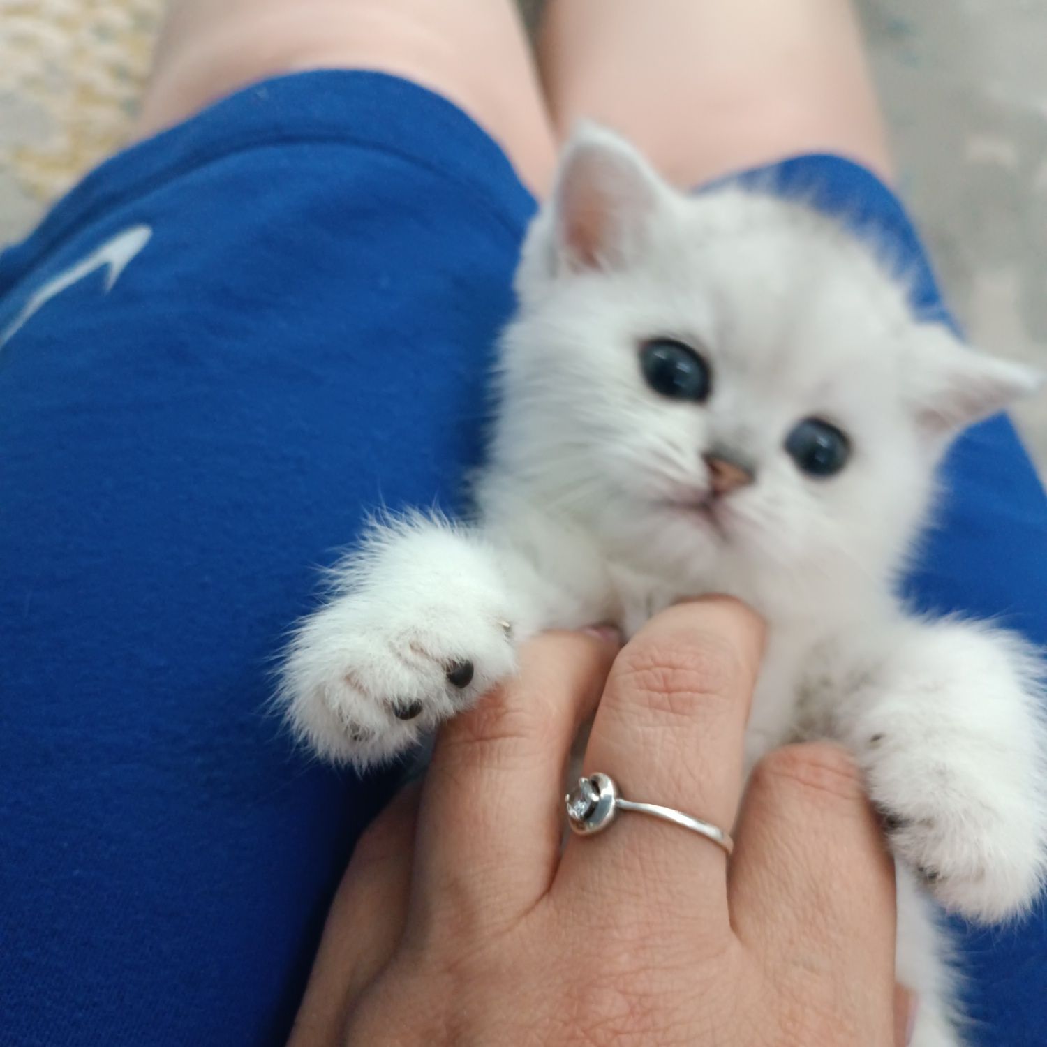 Продаются чистокровные шотландские котята девочки