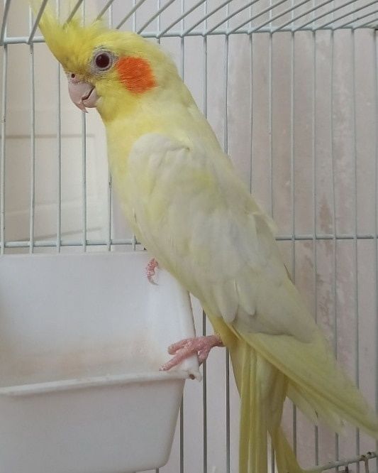 Продам попугай карелла 10.000