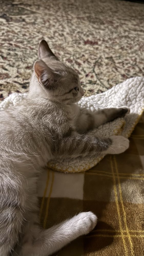 Котенок. Мушукча.