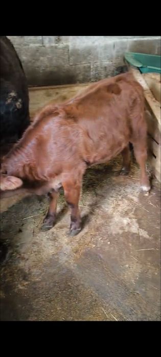 Vita august de 3 luni