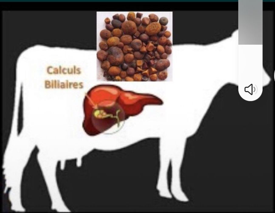 Шкуры шкуры коровы козьи баранина кишки