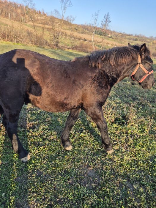 Vând manz de 8 luni