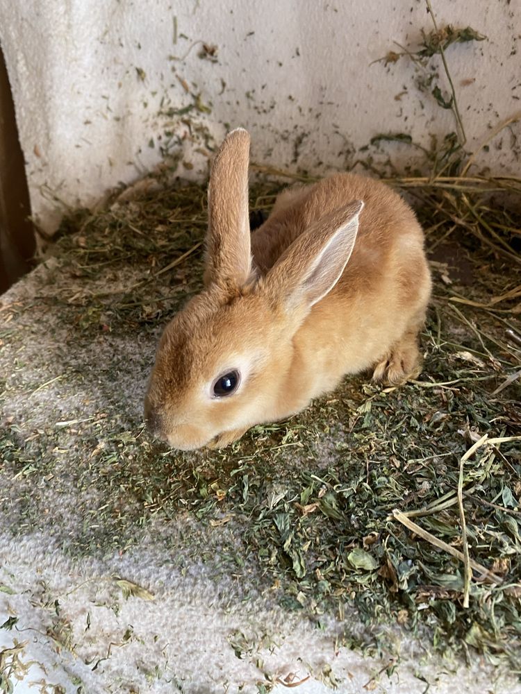 Iepurași Holland Lop și Rex pitic disponibili !