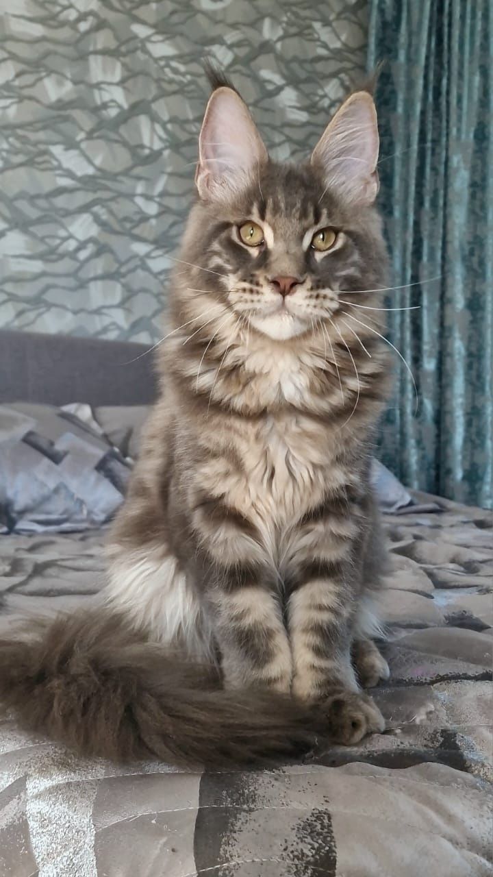 Котёнок Мейн-Кун