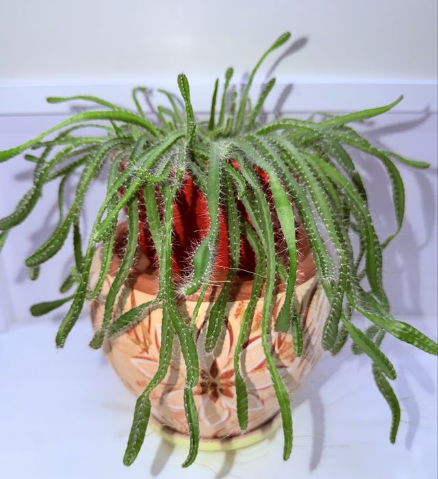 Питахайя кактус, комнатные растения, комнатные цветы
