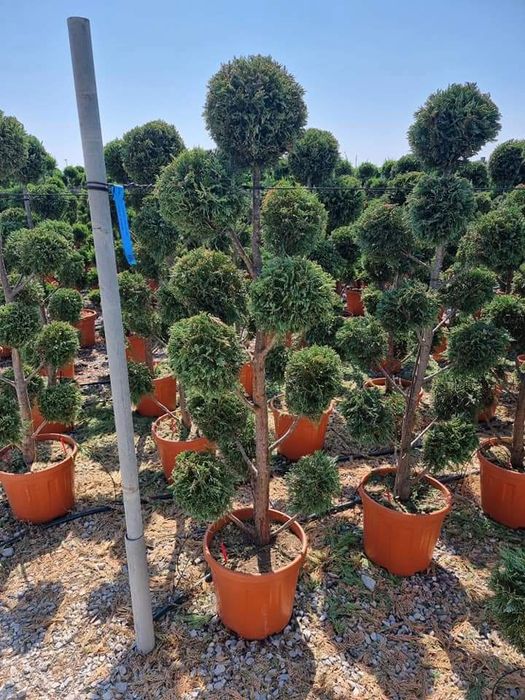 Plante ornamentale pon pon Ylex buxus glob pe tija leilandi brazi argi