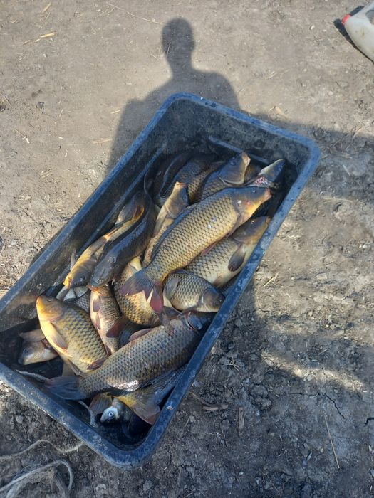 Свежая живая вкусная чистая рыба.