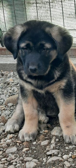 Adopție femela 2 luni