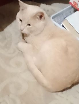 Отдам в хорошие руки, мальчик