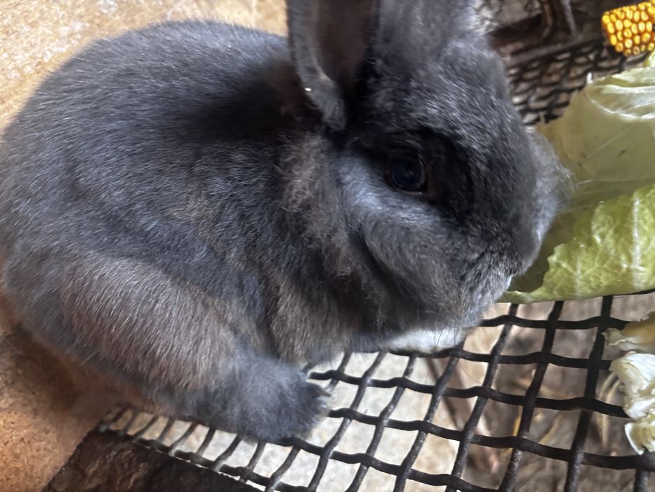 Vand iepur cap de leu pitic