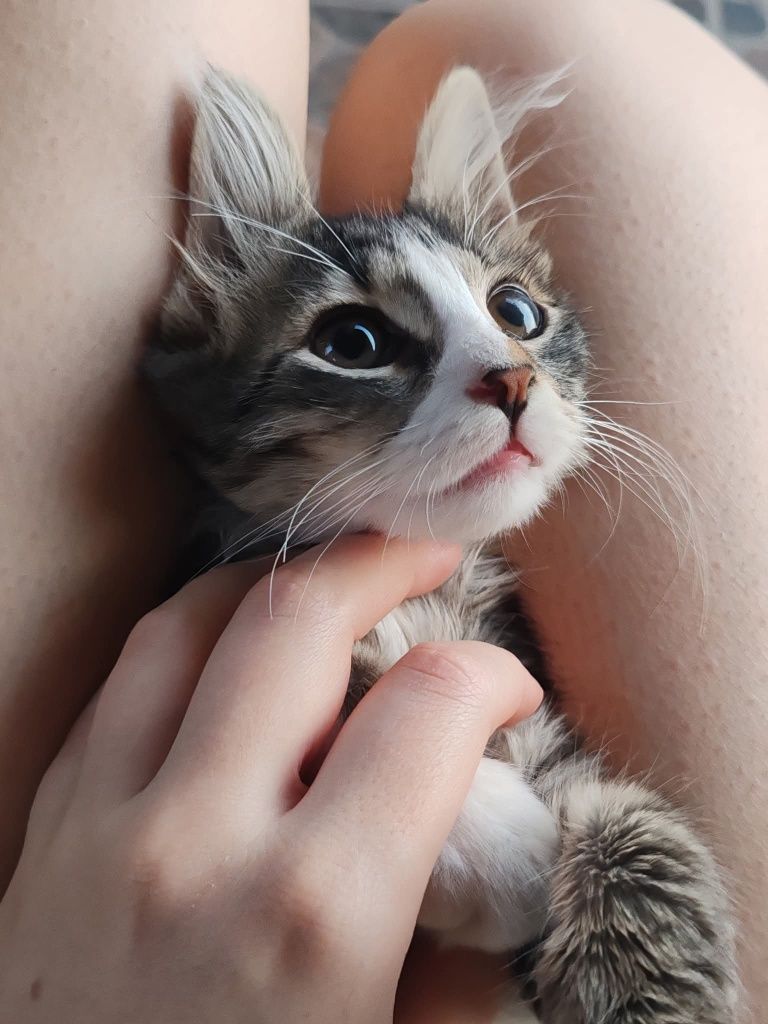 Търся дом на едно спасено и специално коте!