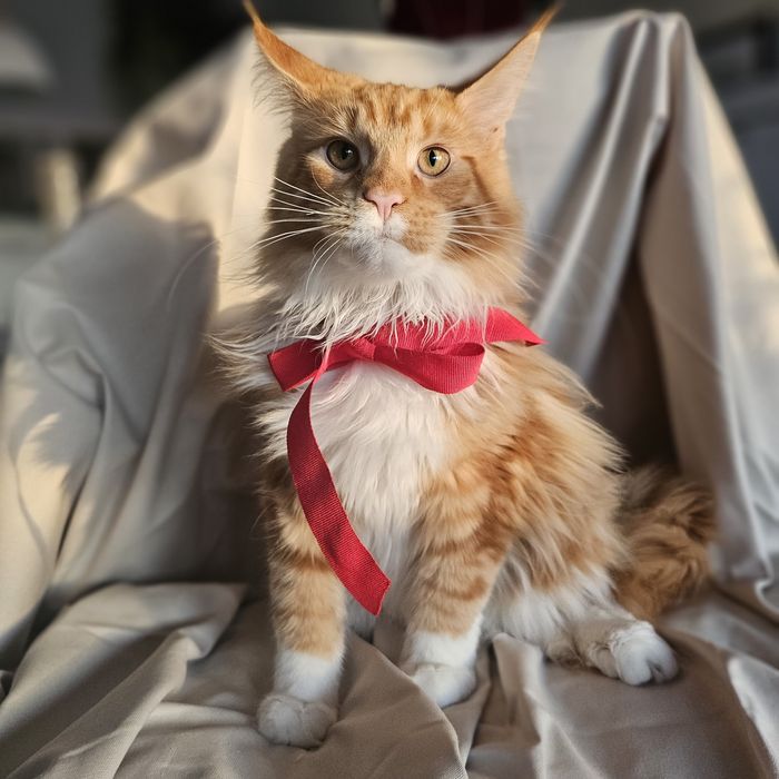 Pisoi superb, mascul – roșu tigrat cu alb, 5 luni