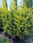 Leylandii goldrider transport gratuit