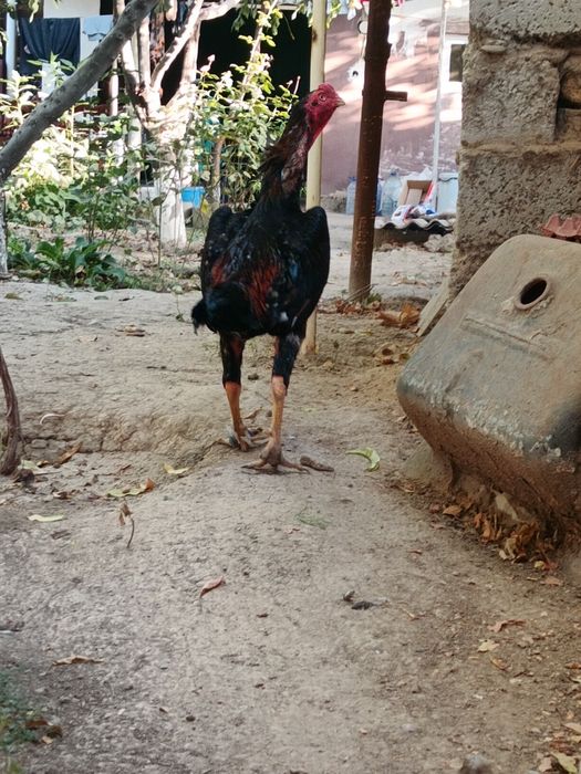 Toza qon turk bilan kareys aralashgan