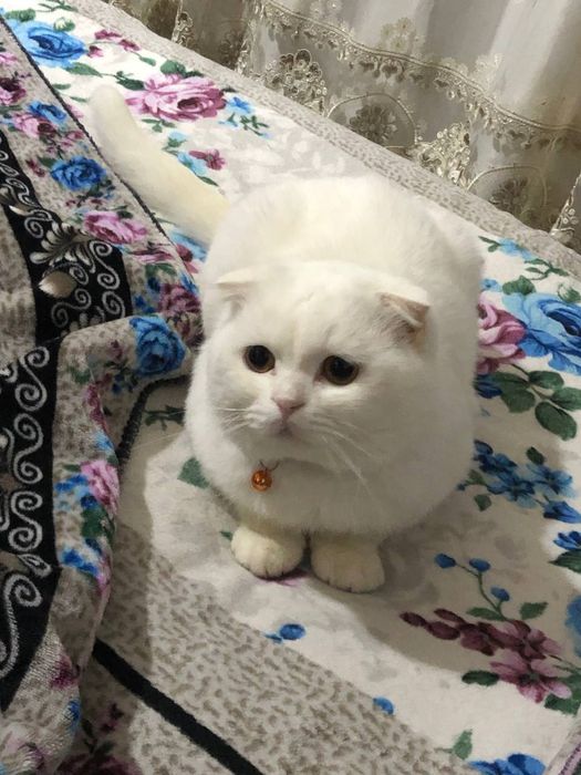 Mushuk. Scottish fold
