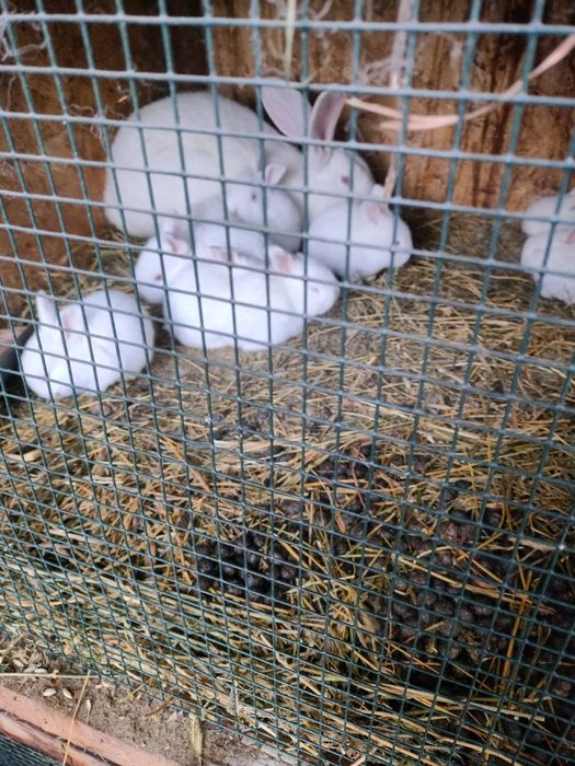 Iepuri de vânzare mai multe rase