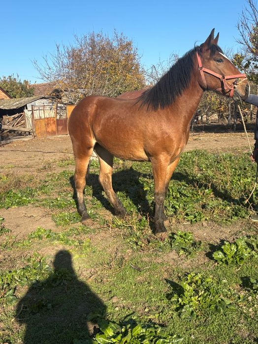 Manză de 1 an zumate foarte blândă cu forme