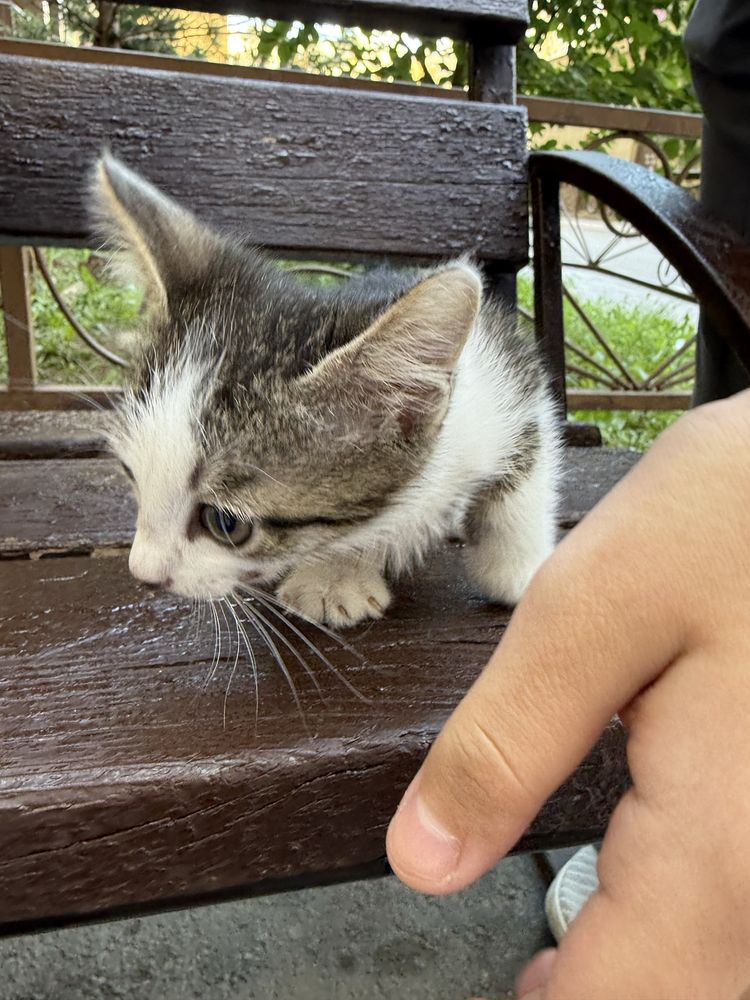 Ищем семью для котенка, 1.5 мес.