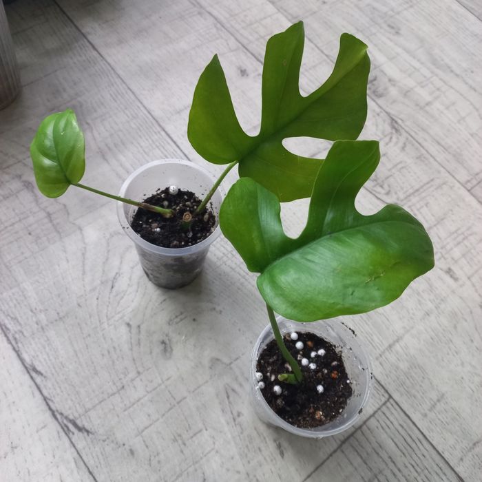 Комнатные растения.