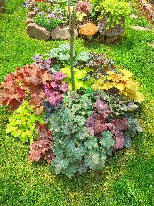 Гейхера красивая