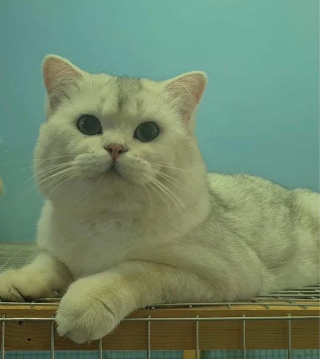 «СОТИЛМИДИ» Принц в серебристом шубке ждёт кошек на свиданю