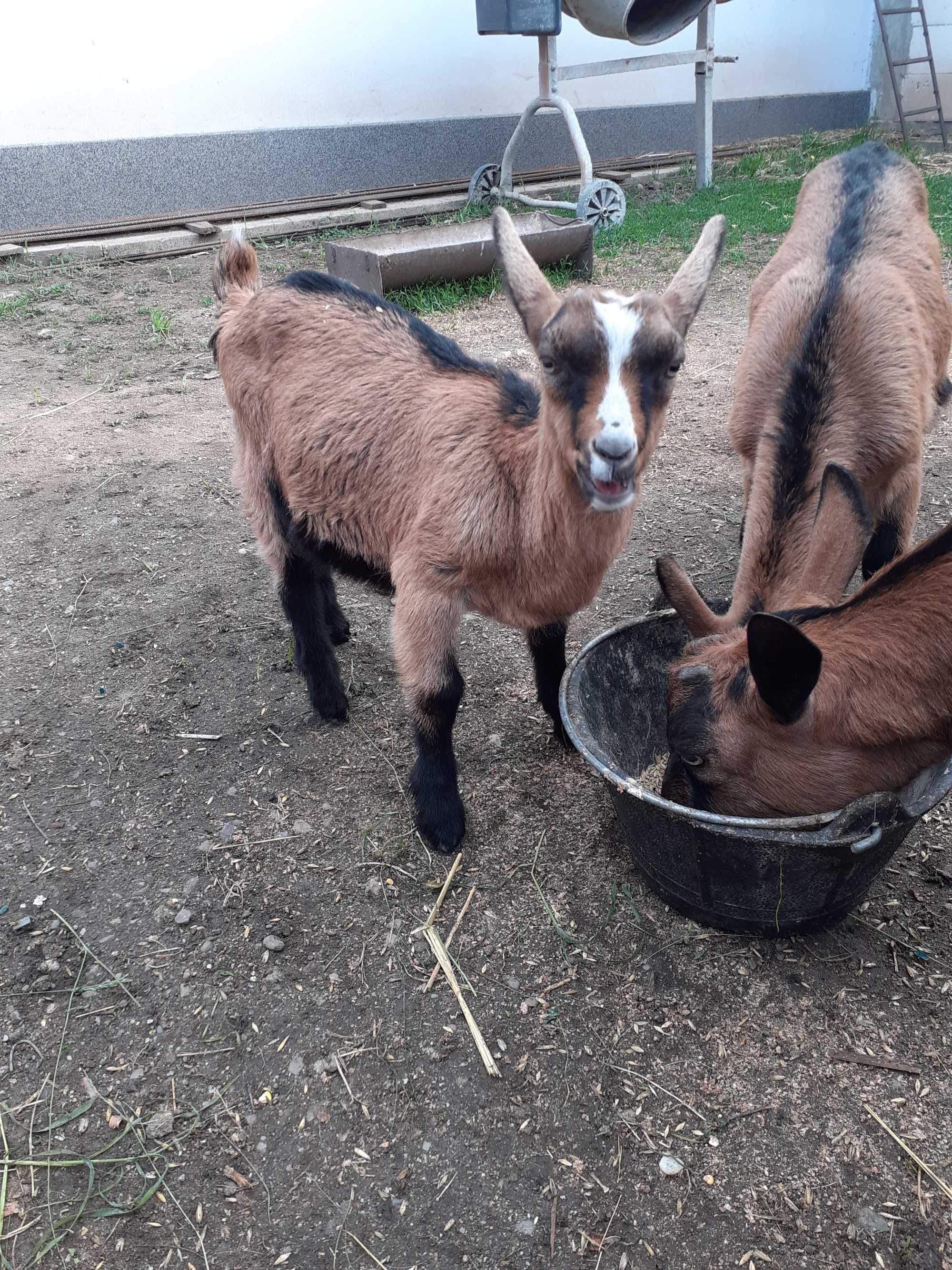 Vand o ieduta si un tapisor din tata cu pedigri 
si mame f b