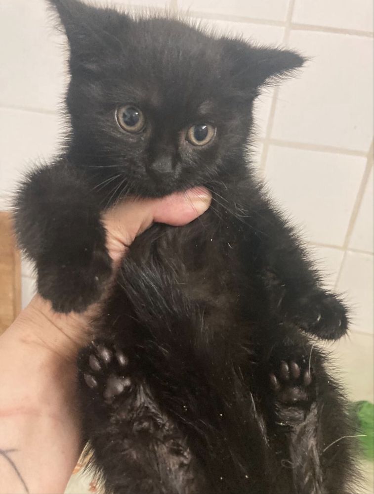 Котята ищут  дом! Костанай ! Привезем !