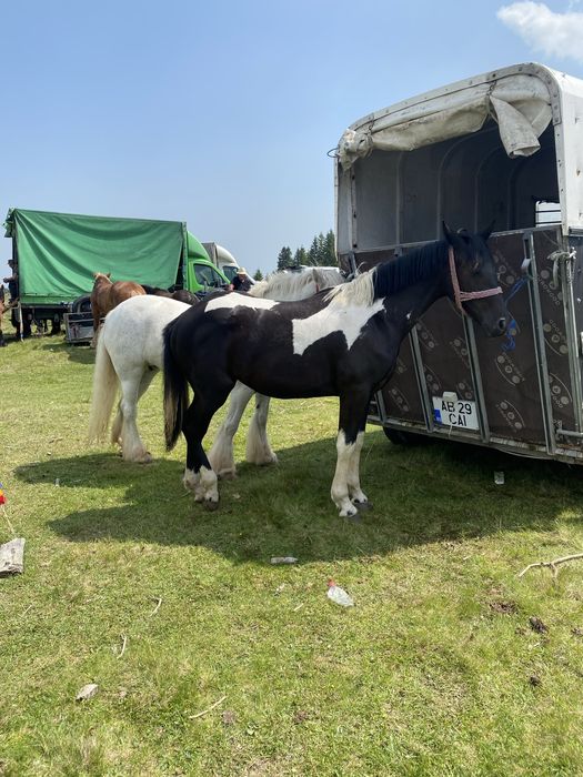 Remorca 2 cai animale transport