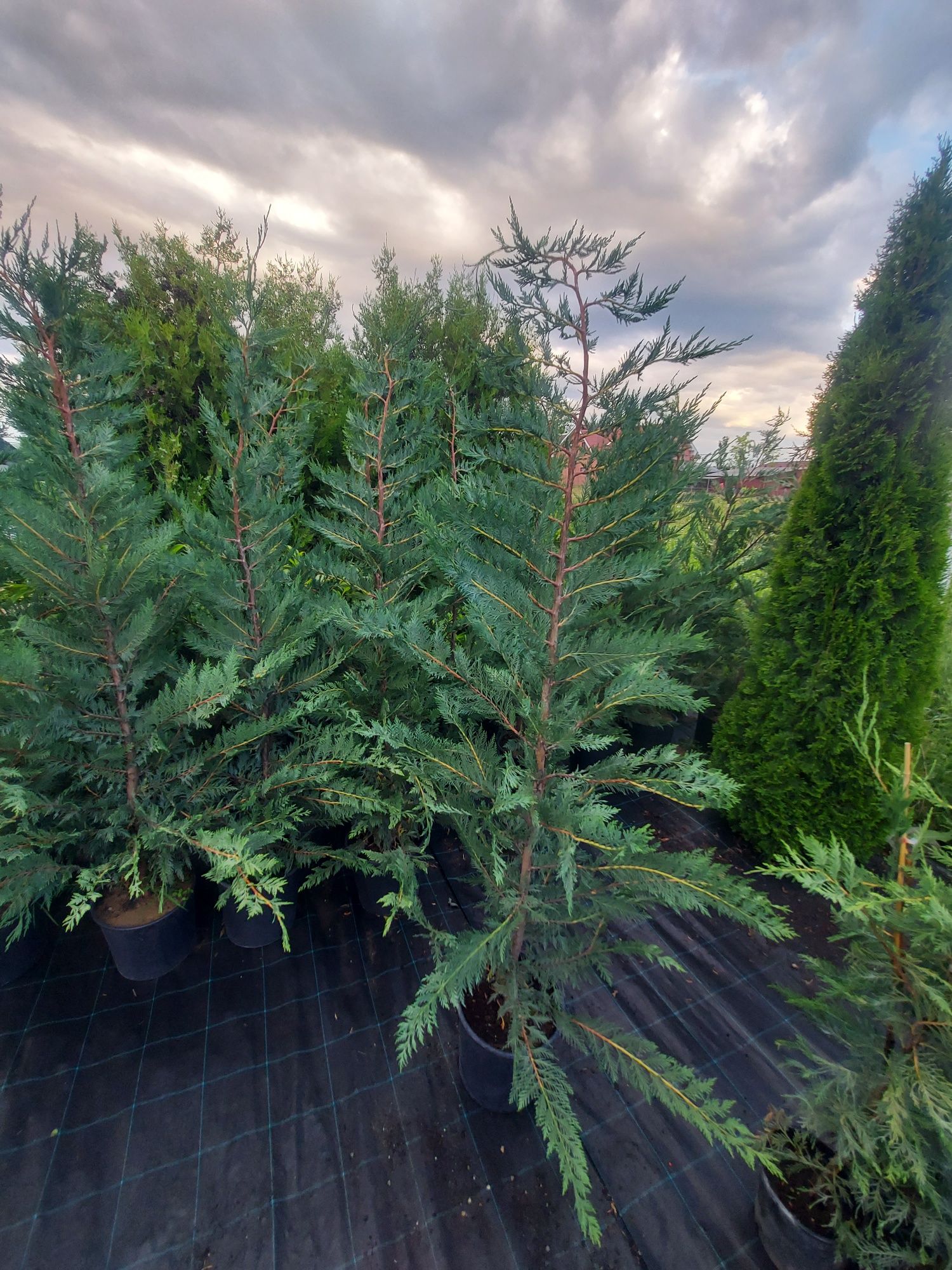 Leylandii 150 cm Gard Viu