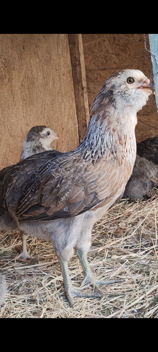 De vânzare puicute araucana
