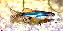 Данио рерио Danio rerio glofishlar Kichkina baliqchalr  juda chiroyli