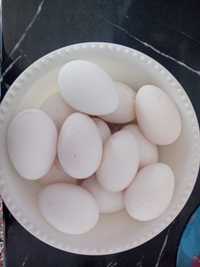 Гусинные яйца крупные